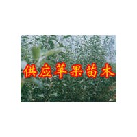 苹果苗 核桃苗 樱桃苗 桃树苗