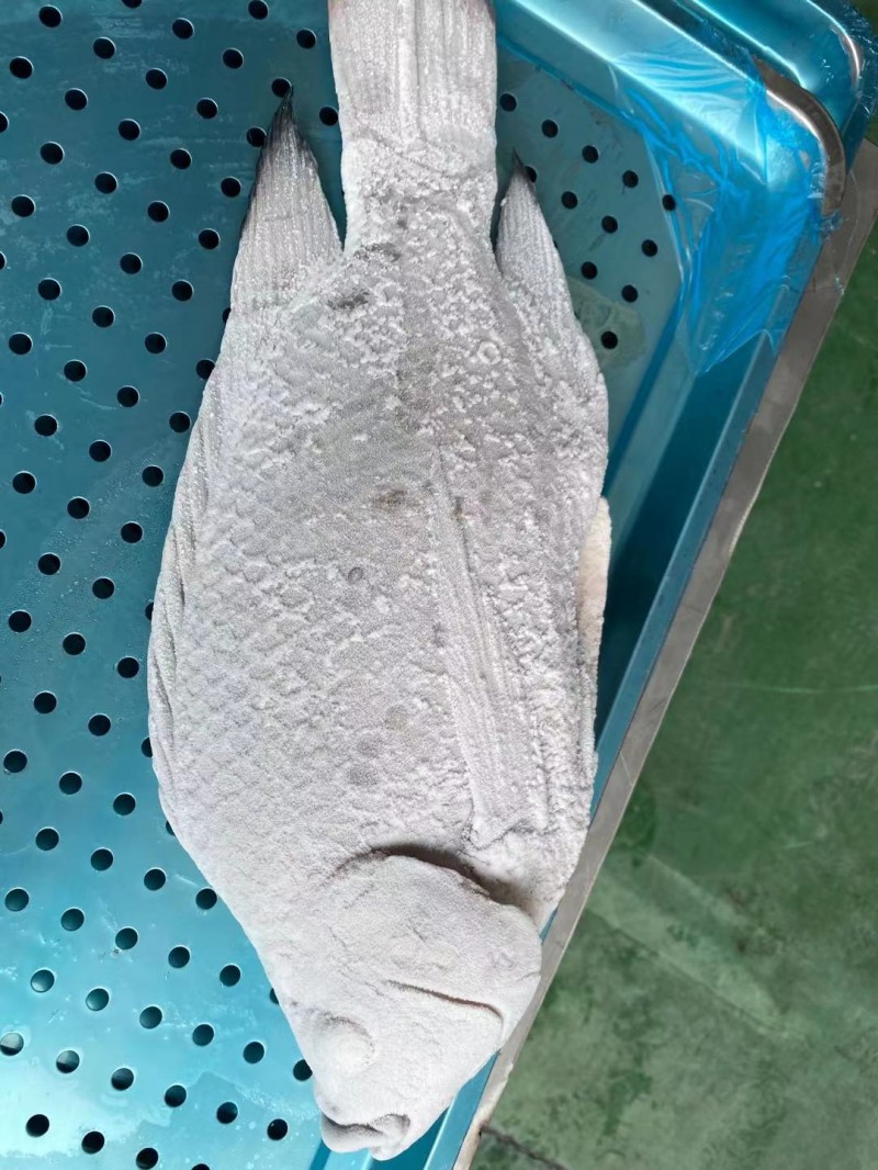 罗非鱼1