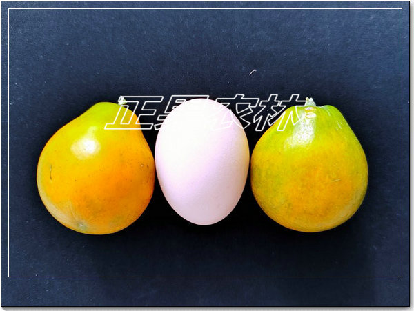 脆蜜金桔 (1)