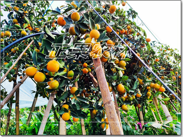 脆蜜金桔 (15)