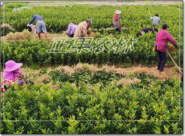 脆蜜金桔 (7)