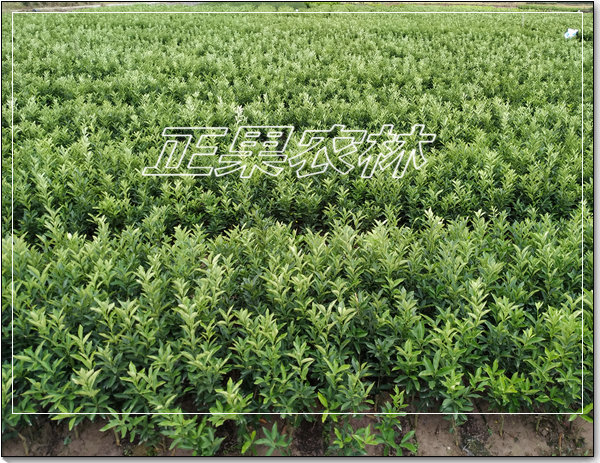 脆蜜金桔 (10)