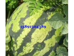 陕西大棚西瓜价格|美都西瓜产地|k4西瓜基地甜王西瓜种植基地图2