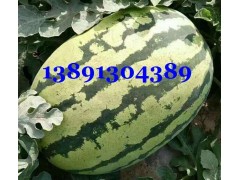 陕西大棚西瓜价格|美都西瓜产地|k4西瓜基地甜王西瓜种植基地图3