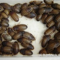 农村低成本养殖小项目，杜比亚蟑螂养殖，你养殖我回收